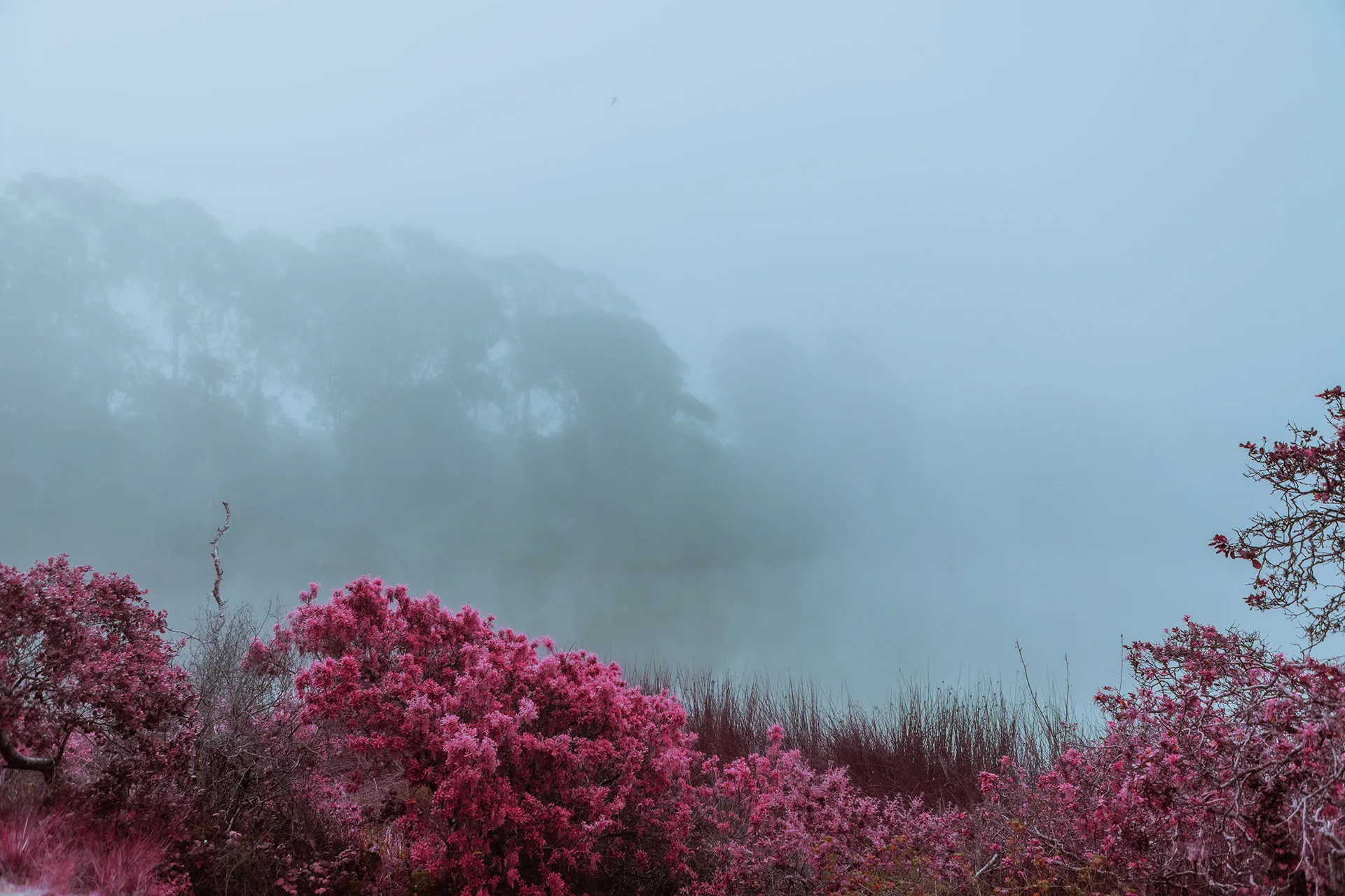 Electric forest - une forêt en infrarouge Electric forest une foret en infrarouge californie 2 Electric-forest-une-foret-en-infrarouge-californie-2