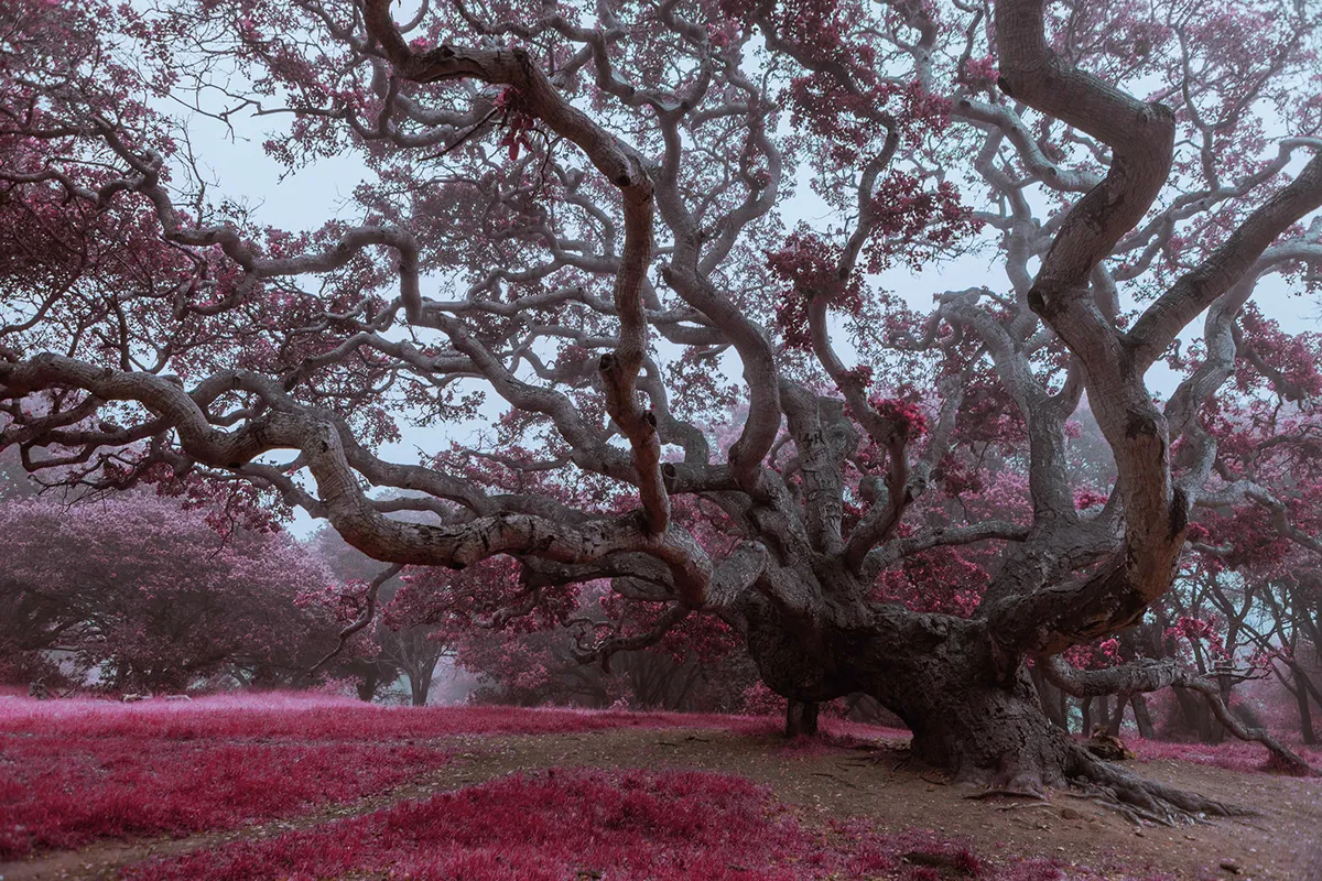 Electric forest - une forêt en infrarouge Electric forest une foret en infrarouge californie 3 Electric-forest-une-foret-en-infrarouge-californie-3
