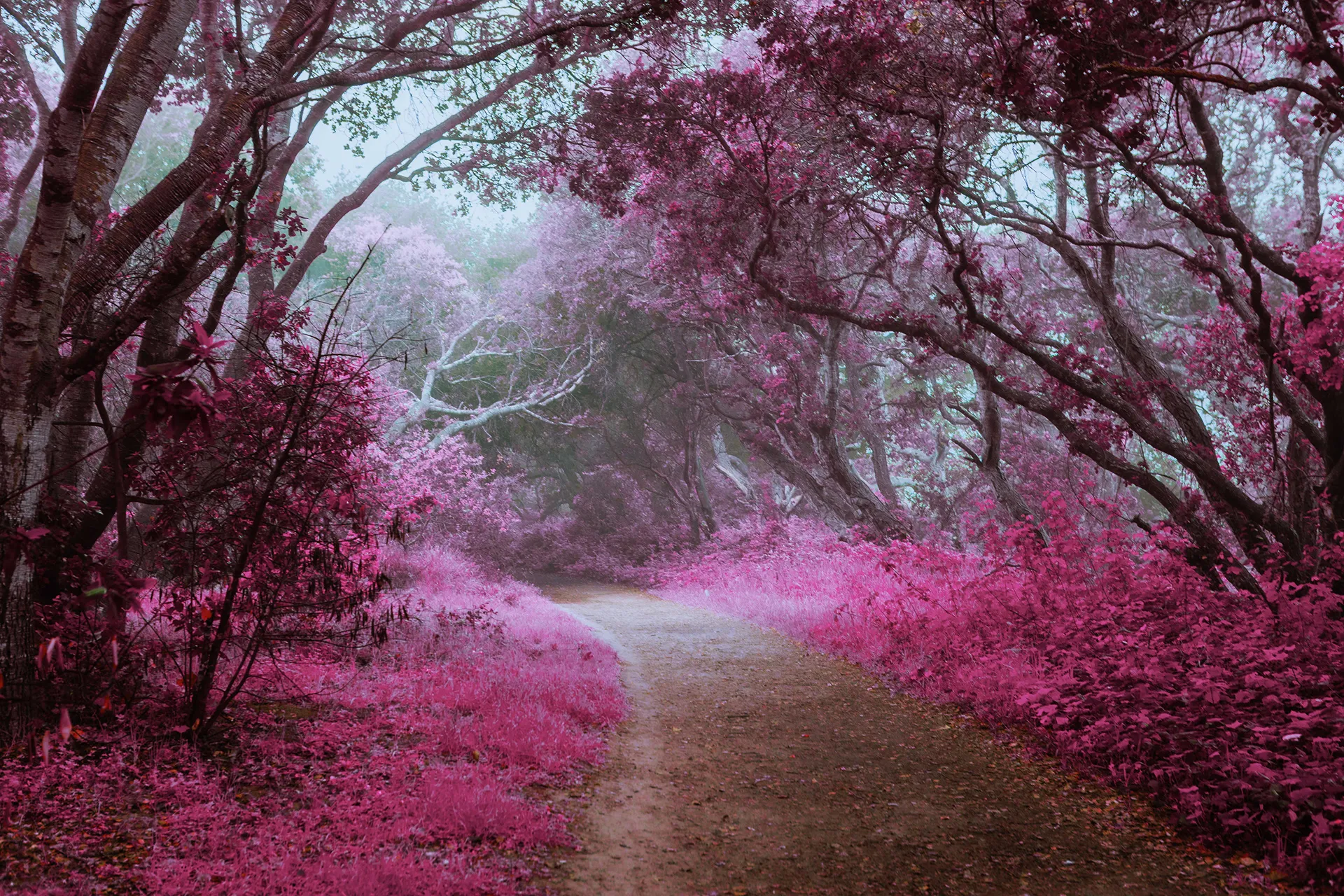 Electric forest - une forêt en infrarouge Electric forest une foret en infrarouge californie 4 Electric-forest-une-foret-en-infrarouge-californie-4