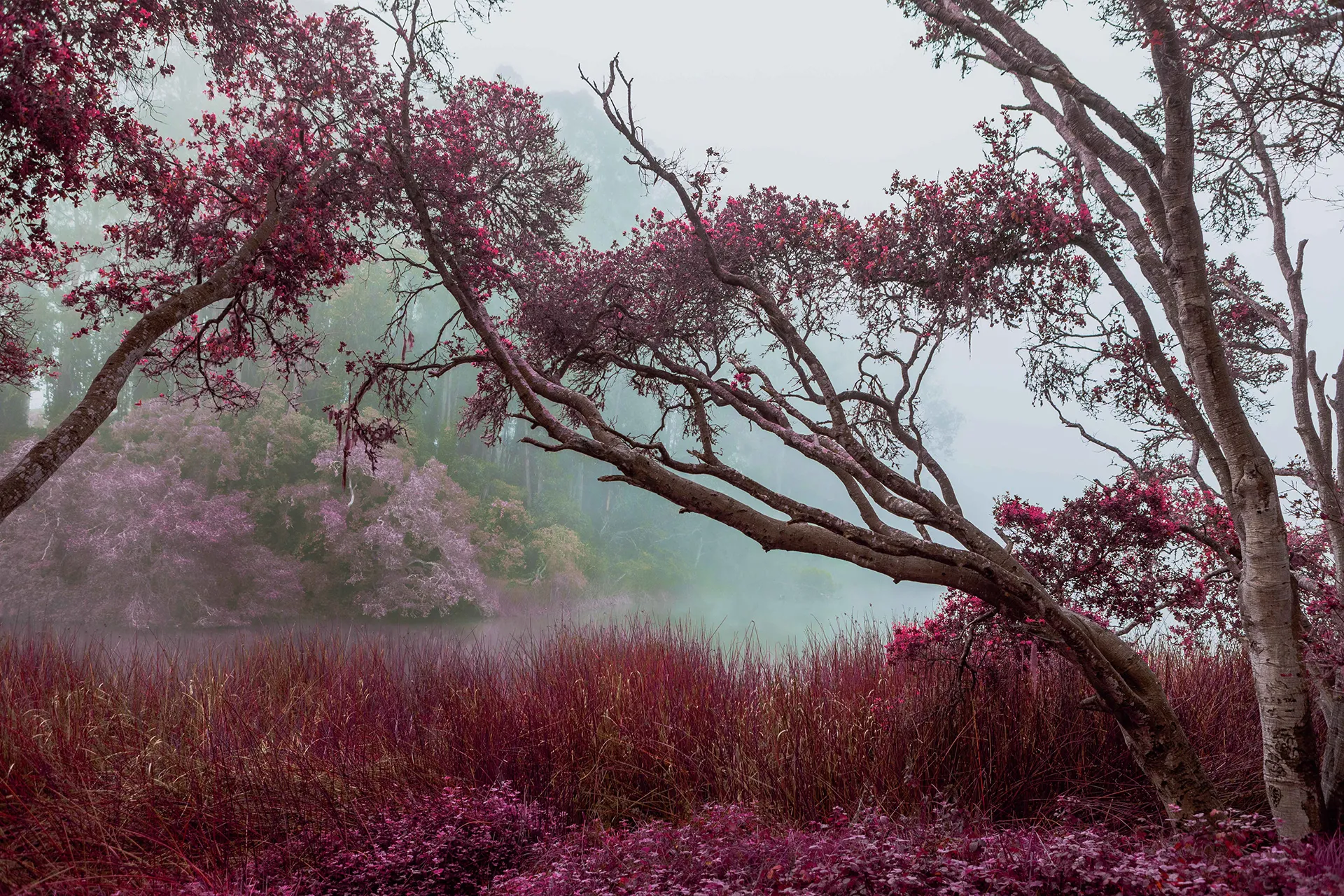 Electric forest - une forêt en infrarouge Electric forest une foret en infrarouge californie 8 Electric-forest-une-foret-en-infrarouge-californie-8