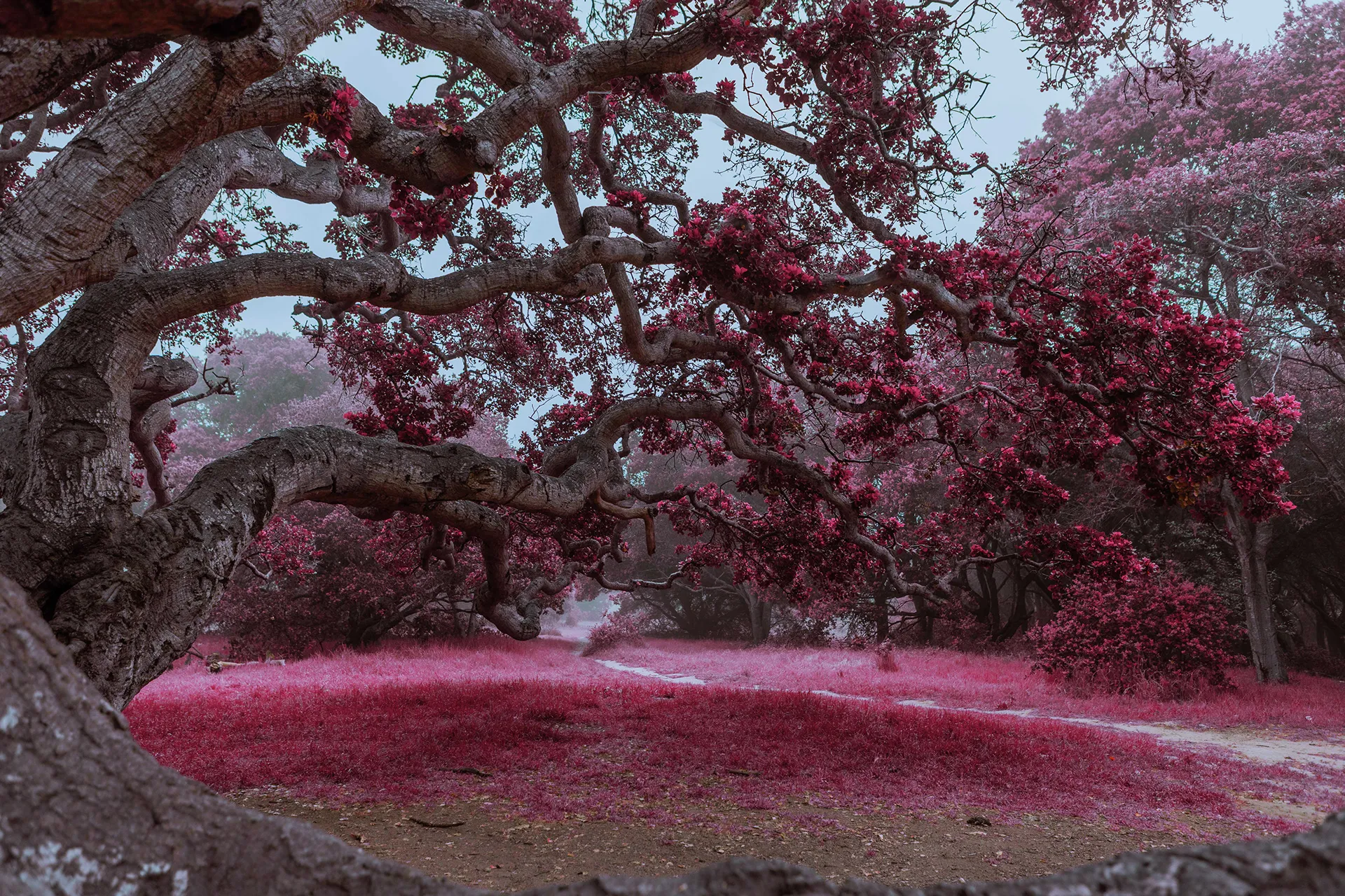 Electric forest - une forêt en infrarouge Electric forest une foret en infrarouge californie 9 Electric-forest-une-foret-en-infrarouge-californie-9