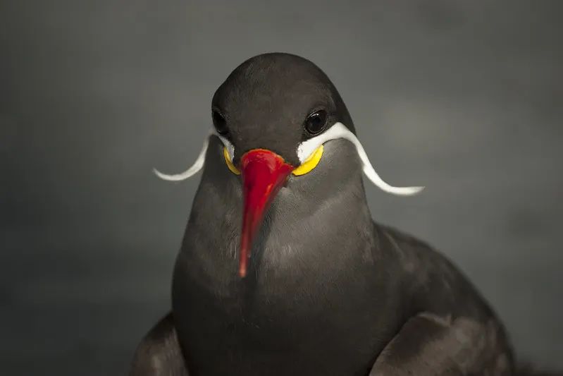 La sterne inca, un oiseau avec une moustache impressionnante La sterne inca un oiseau avec une moustache impressionnante 2 La-sterne-inca-un-oiseau-avec-une-moustache-impressionnante-2