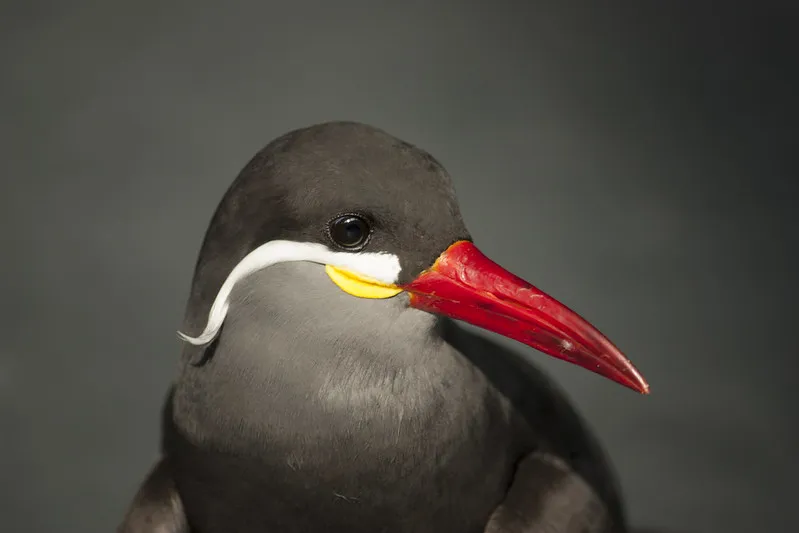 La sterne inca, un oiseau avec une moustache impressionnante La sterne inca un oiseau avec une moustache impressionnante 3 La-sterne-inca-un-oiseau-avec-une-moustache-impressionnante-3