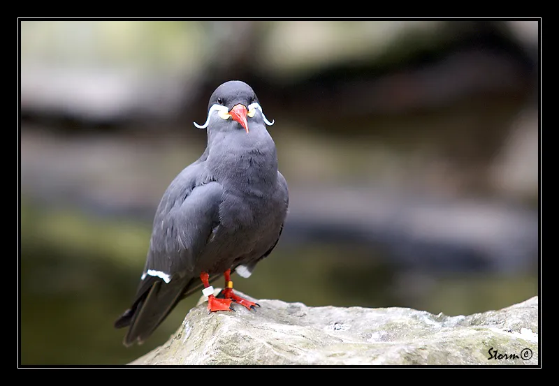 La sterne inca, un oiseau avec une moustache impressionnante La sterne inca un oiseau avec une moustache impressionnante 4 La-sterne-inca-un-oiseau-avec-une-moustache-impressionnante-4