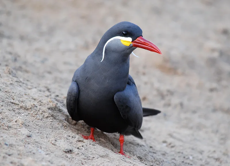 La sterne inca, un oiseau avec une moustache impressionnante La sterne inca un oiseau avec une moustache impressionnante 7 La-sterne-inca-un-oiseau-avec-une-moustache-impressionnante-7