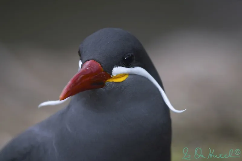 La sterne inca, un oiseau avec une moustache impressionnante La sterne inca un oiseau avec une moustache impressionnante 8 La-sterne-inca-un-oiseau-avec-une-moustache-impressionnante-8