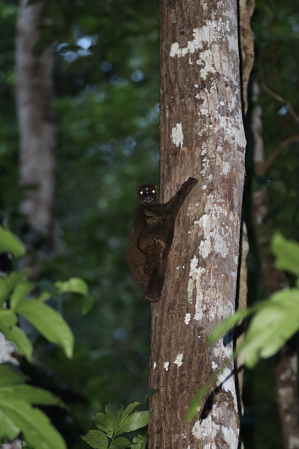 Colugo des Philippines Cynocephalus volans ou lémurien volant philippin Colugo des Philippines Cynocephalus volans ou lémurien volant philippin