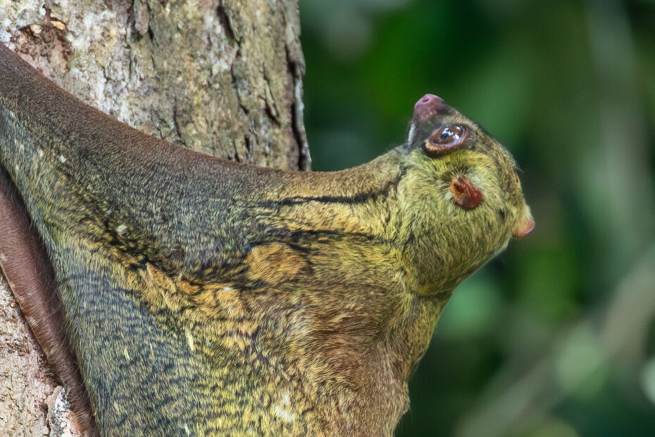 Portrait d'un colugo montrant son patagium jusqu'au cou