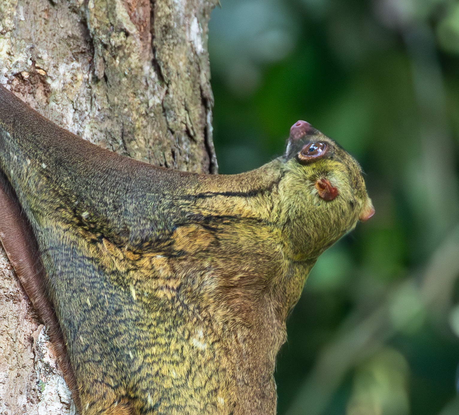Portrait d'un colugo montrant son patagium jusqu'au cou Portrait d'un colugo montrant son patagium jusqu'au cou