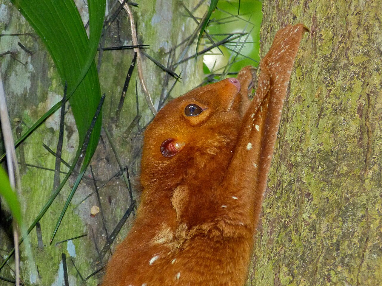 Colugo de la Sonde roux camouflé sur un arbre en Malaisie Colugo de la Sonde roux camouflé sur un arbre en Malaisie