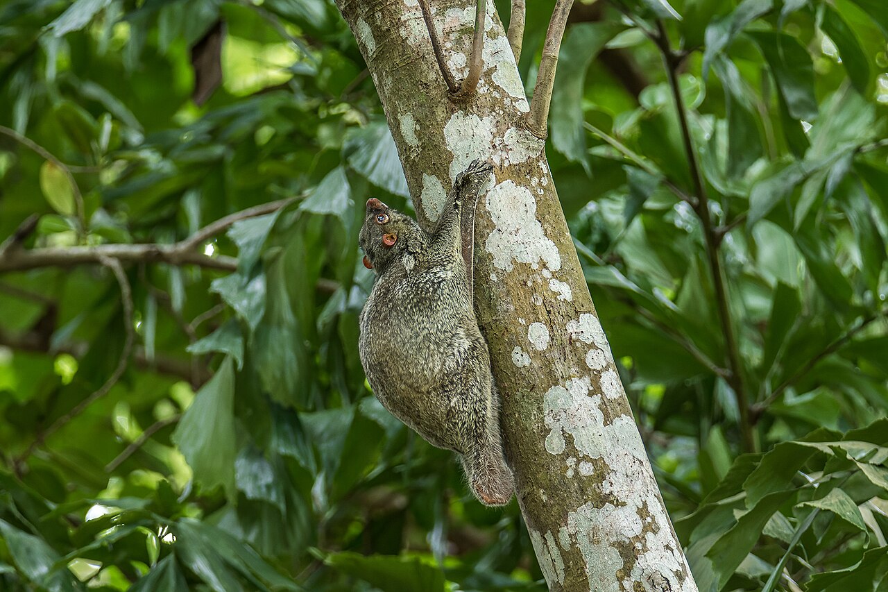 Colugo de la Sonde Galeopterus variegatus surnommé lémurien volant Colugo de la Sonde Galeopterus variegatus surnommé lémurien volant