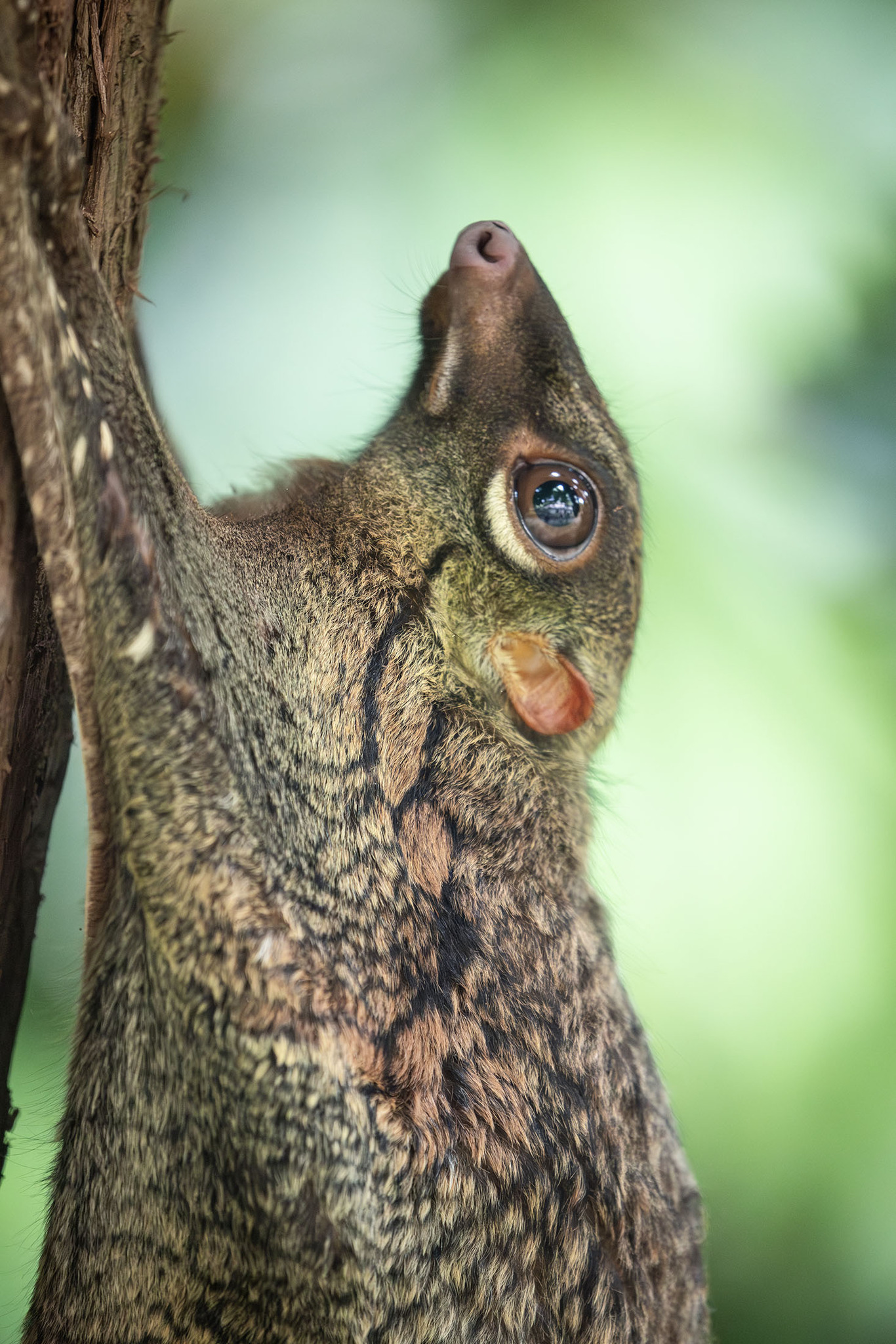 Colugo de Malaisie vu de près Colugo de Malaisie vu de près
