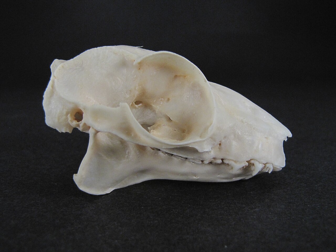 Dents du colugo Galeopterus variegatus et incisives en forme de peigne Dents du colugo Galeopterus variegatus et incisives en forme de peigne