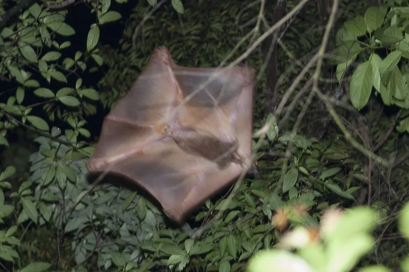 Le colugo, un mammifère surnommé lémurien volant le colugo lemurien volant lemur volant 2 le-colugo-lemurien-volant-lemur-volant-2