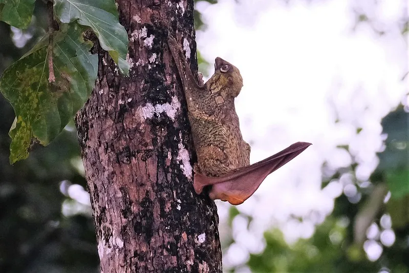 Le colugo, un mammifère surnommé lémurien volant le colugo lemurien volant lemur volant 4 le-colugo-lemurien-volant-lemur-volant-4