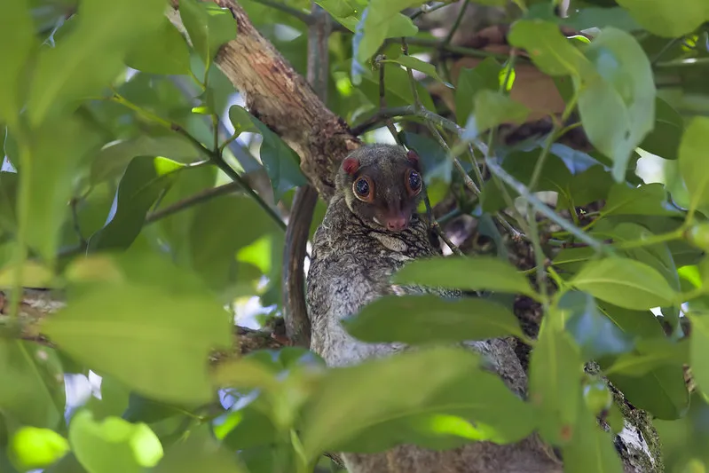 Le colugo, un mammifère surnommé lémurien volant le colugo lemurien volant lemur volant 5 le-colugo-lemurien-volant-lemur-volant-5