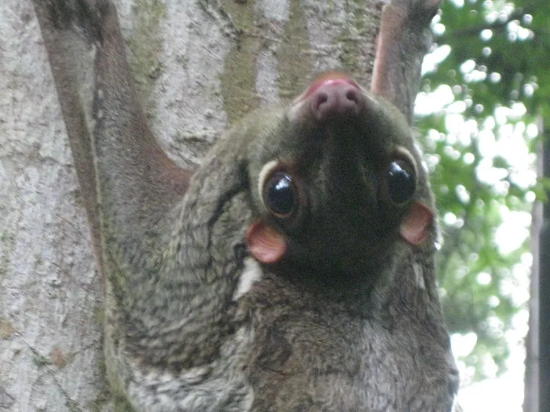 Le colugo, un mammifère surnommé lémurien volant le colugo lemurien volant lemur volant 6 le-colugo-lemurien-volant-lemur-volant-6