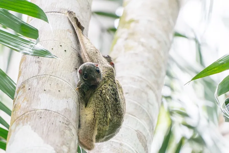 Le colugo, un mammifère surnommé lémurien volant le colugo lemurien volant lemur volant 7 le-colugo-lemurien-volant-lemur-volant-7