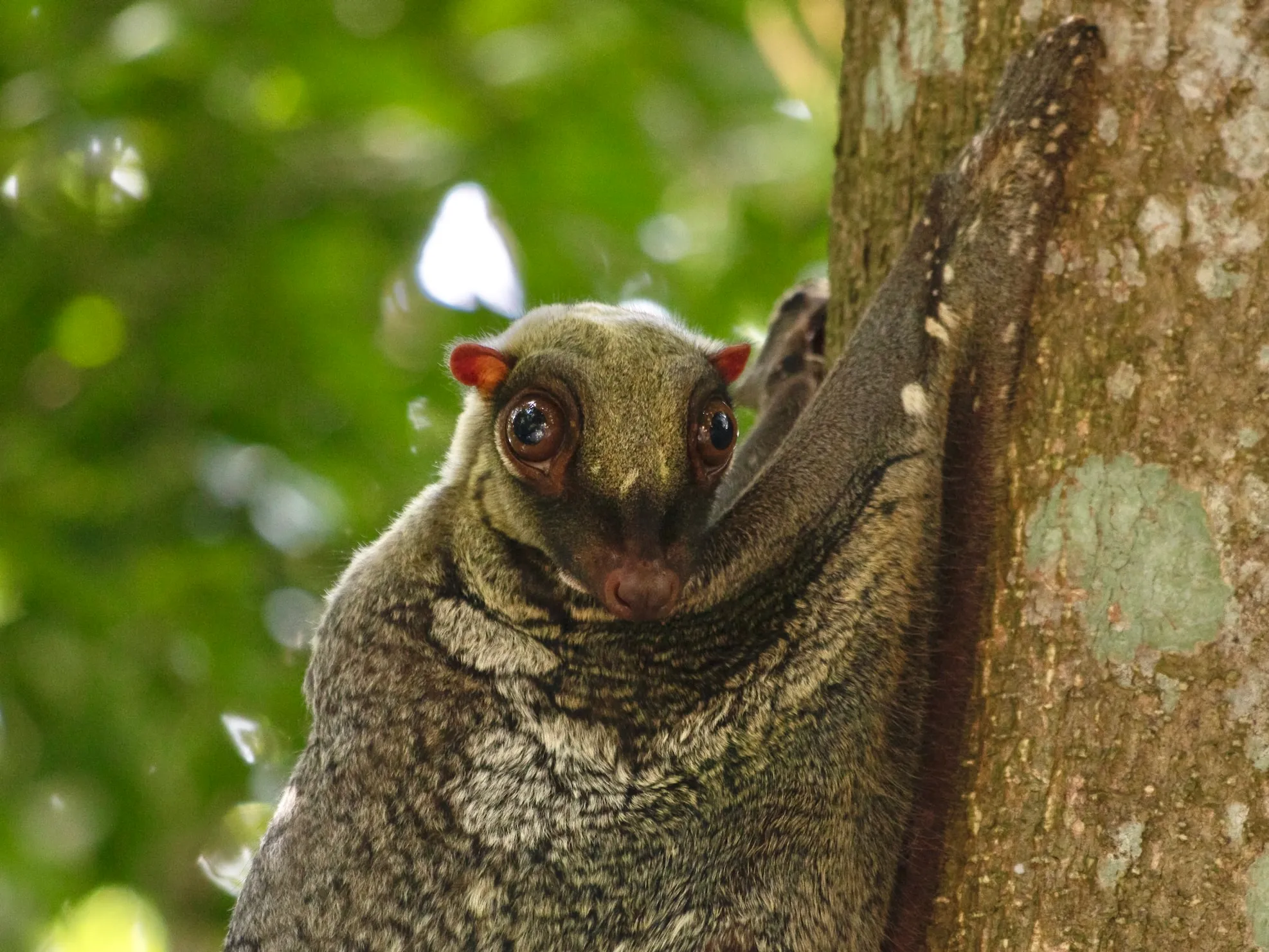 Le colugo, un mammifère surnommé lémurien volant le colugo lemurien volant lemur volant 8 1 le-colugo-lemurien-volant-lemur-volant-8-1