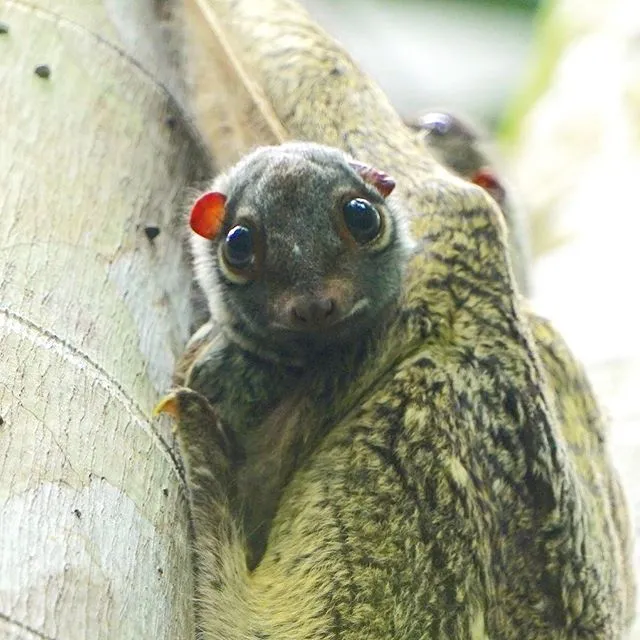 Le colugo, un mammifère surnommé lémurien volant le colugo lemurien volant lemur volant 8 le-colugo-lemurien-volant-lemur-volant-8