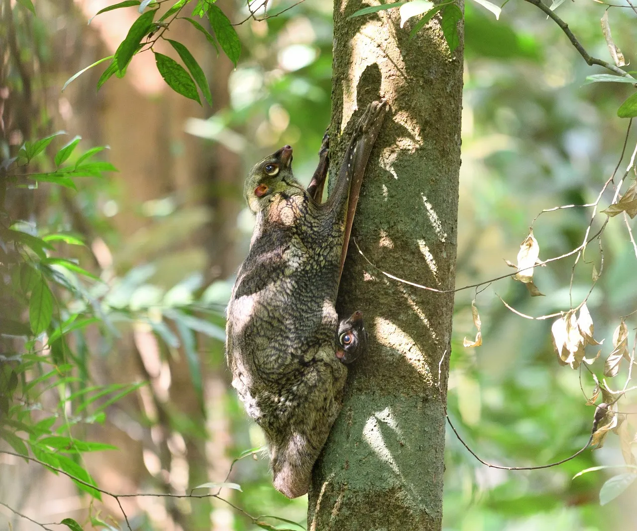 Le colugo, un mammifère surnommé lémurien volant le colugo lemurien volant lemur volant 9 le-colugo-lemurien-volant-lemur-volant-9