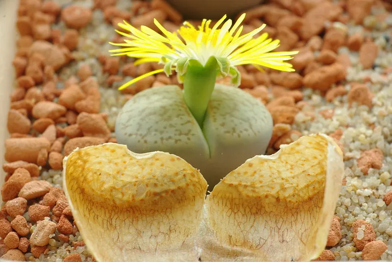 Le lithops ou succulent caillou vivant lithops ou succulent caillou vivant cactus caillou 10 lithops-ou-succulent-caillou-vivant-cactus-caillou-10