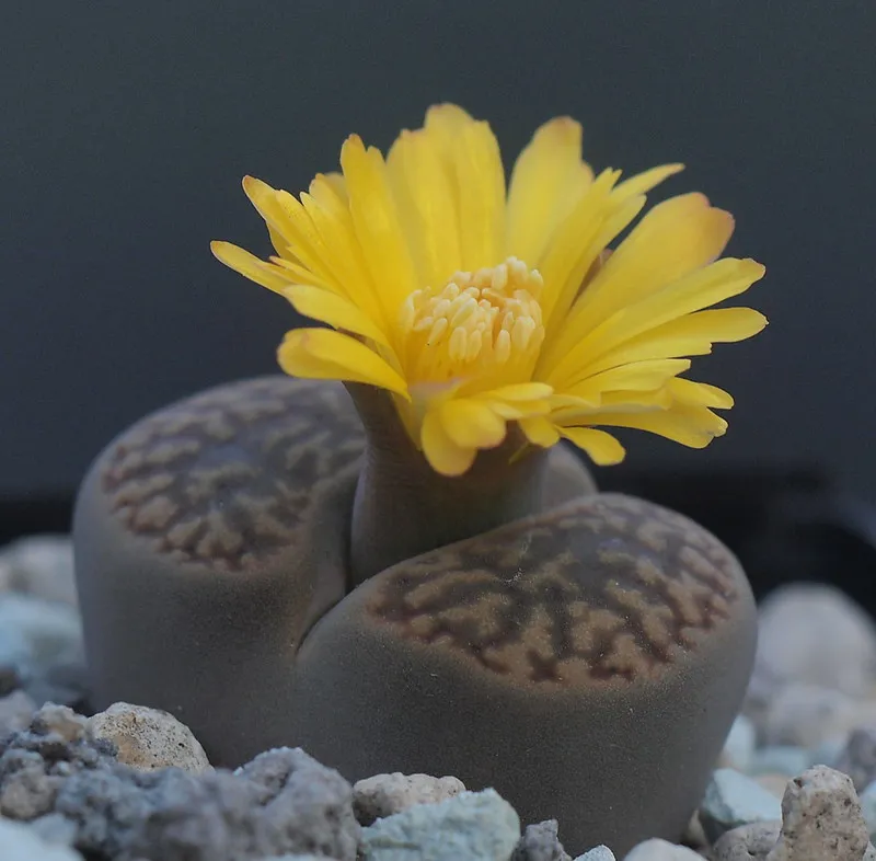 Le lithops ou succulent caillou vivant lithops ou succulent caillou vivant cactus caillou 11 lithops-ou-succulent-caillou-vivant-cactus-caillou-11.