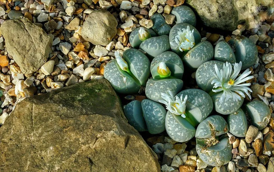 Le lithops ou succulent caillou vivant lithops ou succulent caillou vivant cactus caillou 5 lithops-ou-succulent-caillou-vivant-cactus-caillou-5