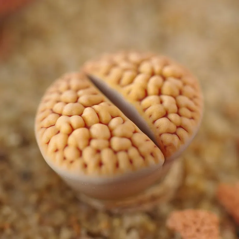 Le lithops ou succulent caillou vivant lithops ou succulent caillou vivant cactus caillou 6 lithops-ou-succulent-caillou-vivant-cactus-caillou-6.