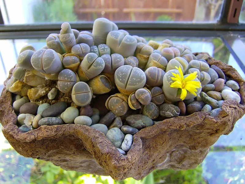 Le lithops ou succulent caillou vivant lithops ou succulent caillou vivant cactus caillou 7 lithops-ou-succulent-caillou-vivant-cactus-caillou-7