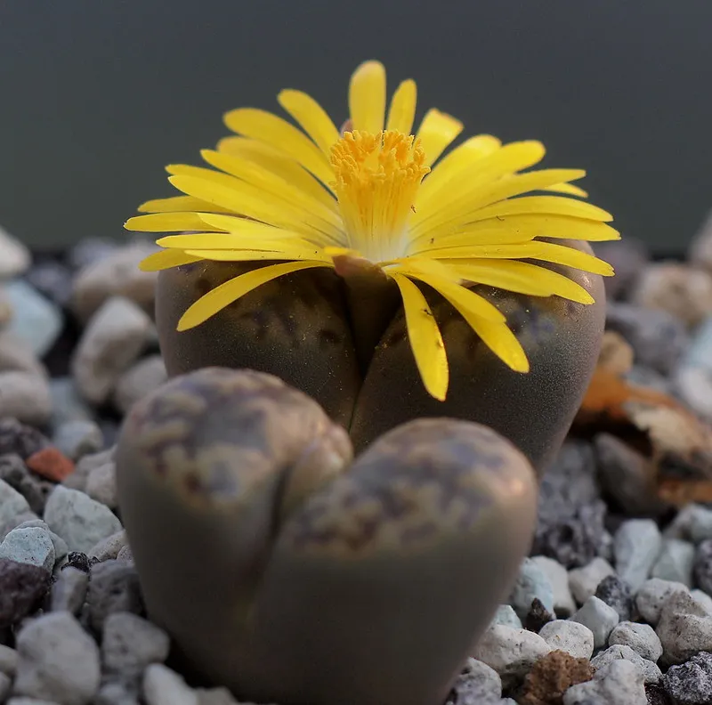 Le lithops ou succulent caillou vivant lithops ou succulent caillou vivant cactus caillou 9 lithops-ou-succulent-caillou-vivant-cactus-caillou-9