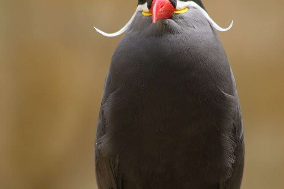 La sterne inca, un oiseau avec une moustache impressionnante sterne inca bioparc doue la fontaine Sterne inca au Bioparc de Doué-la-Fontaine