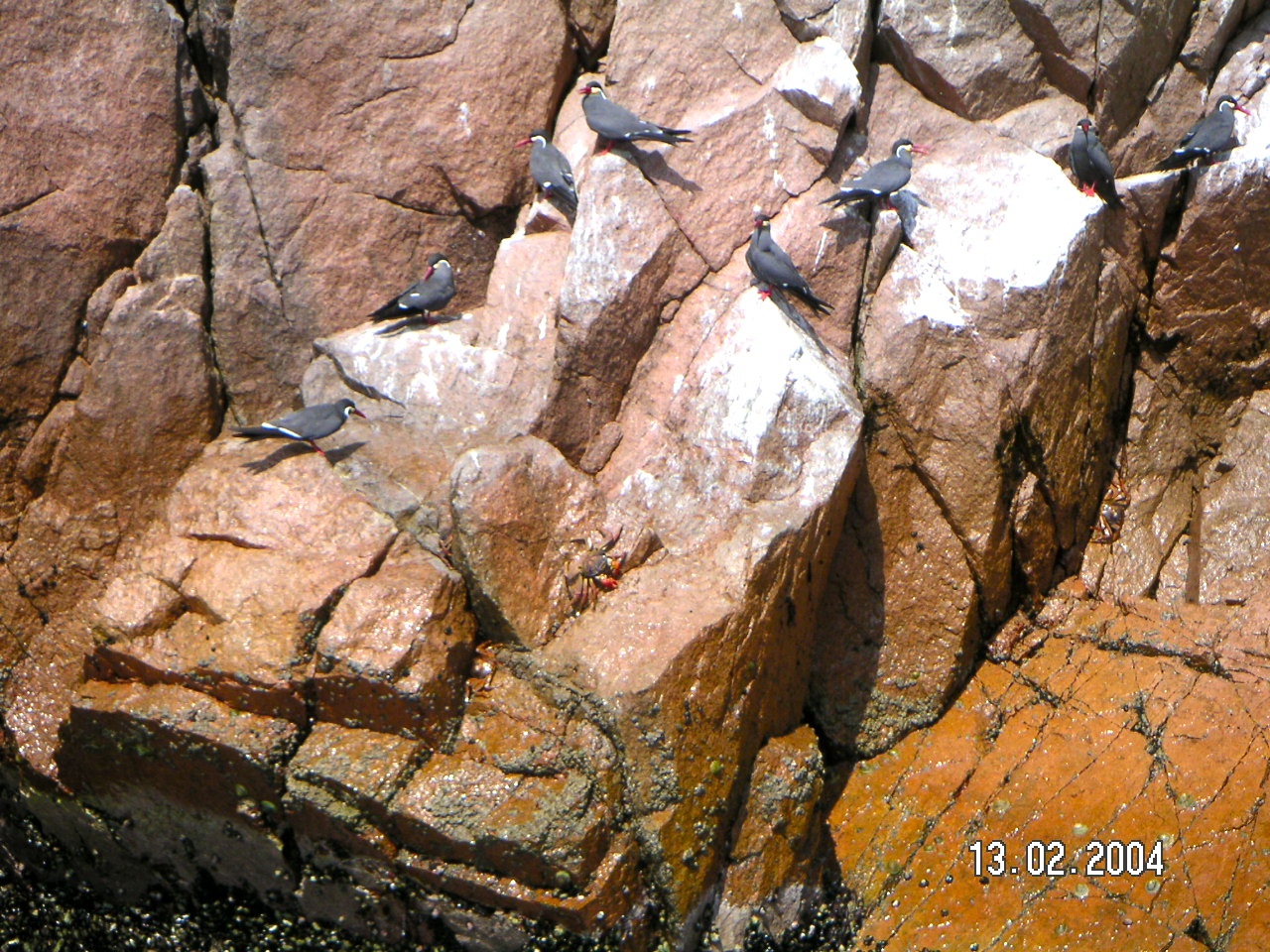 Sternes incas sur les falaises rocheuses des îles Ballestas au Pérou Sternes incas sur les falaises rocheuses des îles Ballestas au Pérou