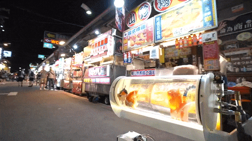 Un aquarium chariot pour promener ses poissons comme une poussette un aquarium chariot pour promener ses poissons comme une poussette 3 un-aquarium-chariot-pour-promener-ses-poissons-comme-une-poussette-3