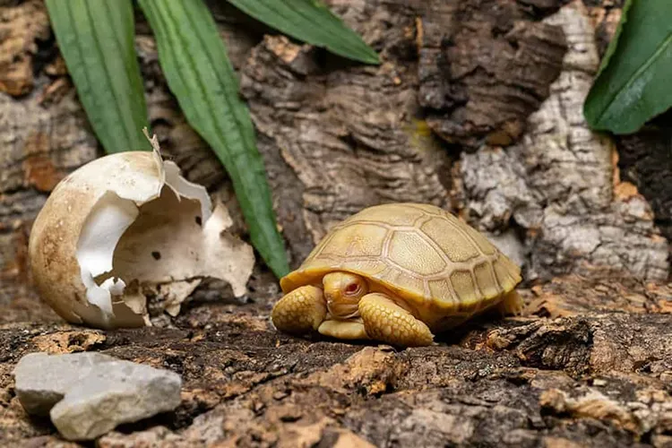 La naissance rare d'une tortue des Galapagos albinos La naissance rare d une tortue des Galapagos albinos tropiquarium servion suisse 2 La-naissance-rare-d-une-tortue-des-Galapagos-albinos-tropiquarium-servion-suisse-2