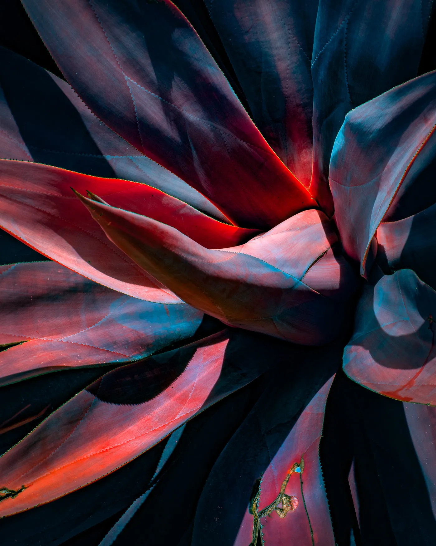 Variegation II et III de nouvelles images de la conversion énergétique des végétaux Variegation II III images de la conversion energetique des vegetaux 10 Variegation-II-III-images-de-la-conversion-energetique-des-vegetaux-10