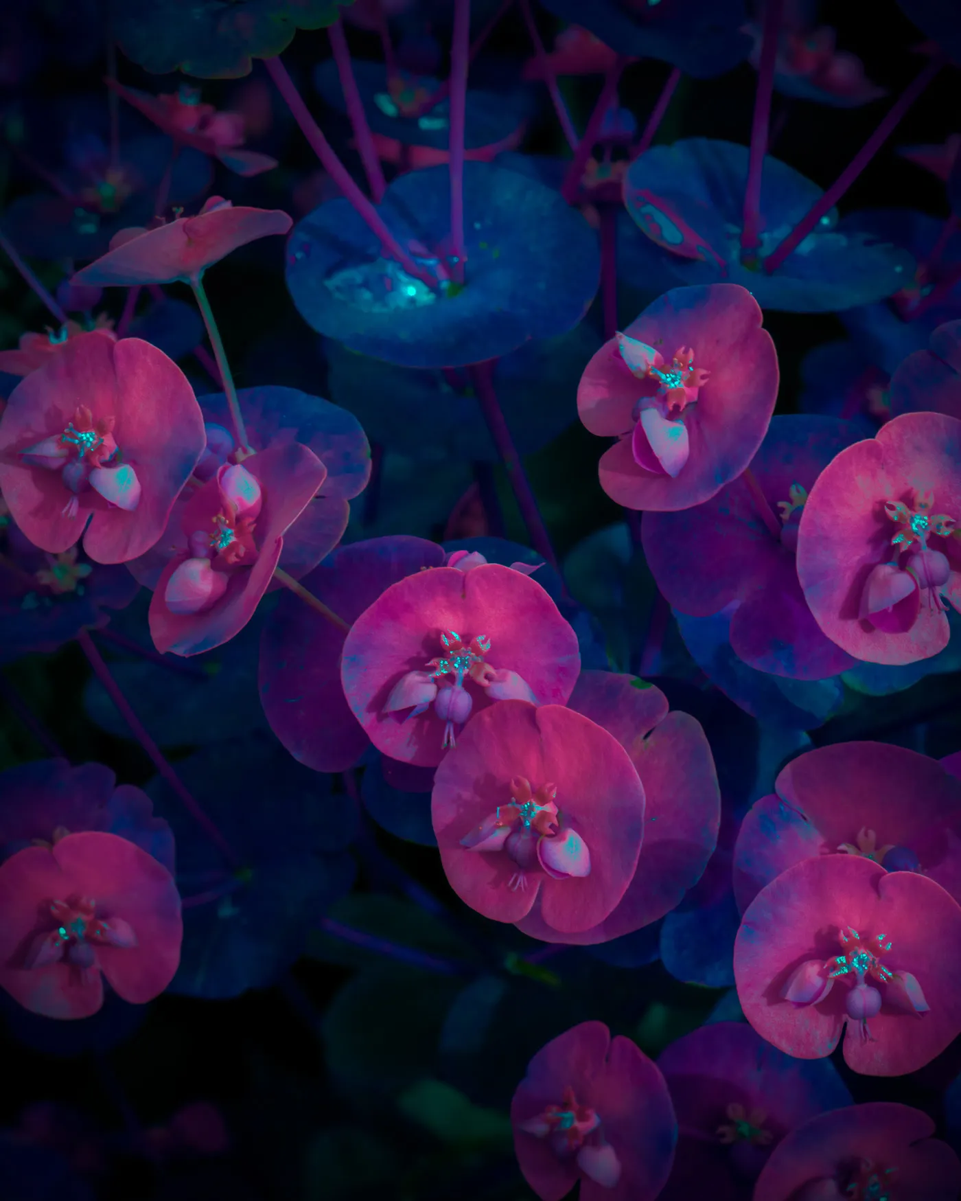 Variegation II et III de nouvelles images de la conversion énergétique des végétaux Variegation II III images de la conversion energetique des vegetaux 13 Variegation-II-III-images-de-la-conversion-energetique-des-vegetaux-11