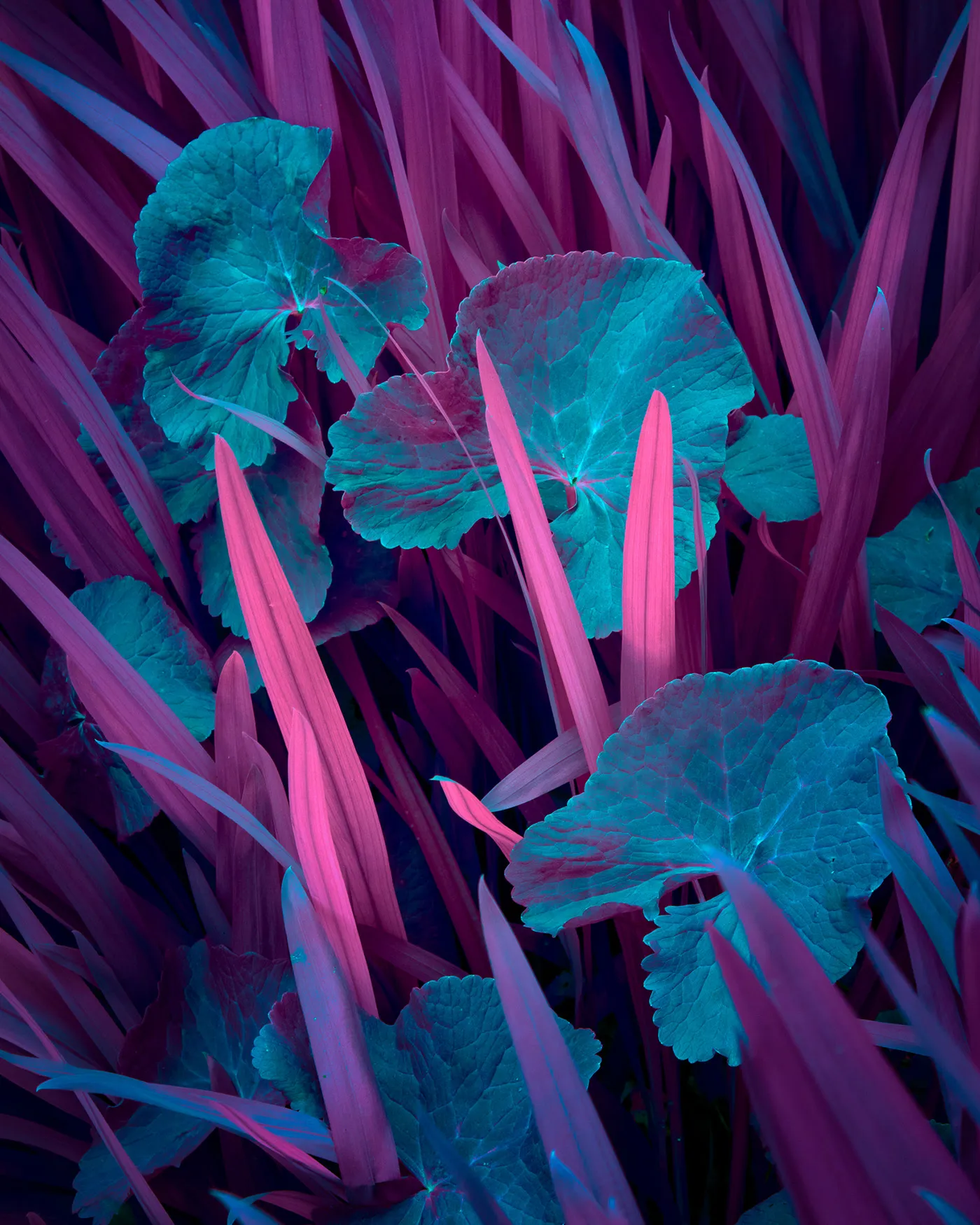 Variegation II et III de nouvelles images de la conversion énergétique des végétaux Variegation II III images de la conversion energetique des vegetaux 14 Variegation-II-III-images-de-la-conversion-energetique-des-vegetaux-12