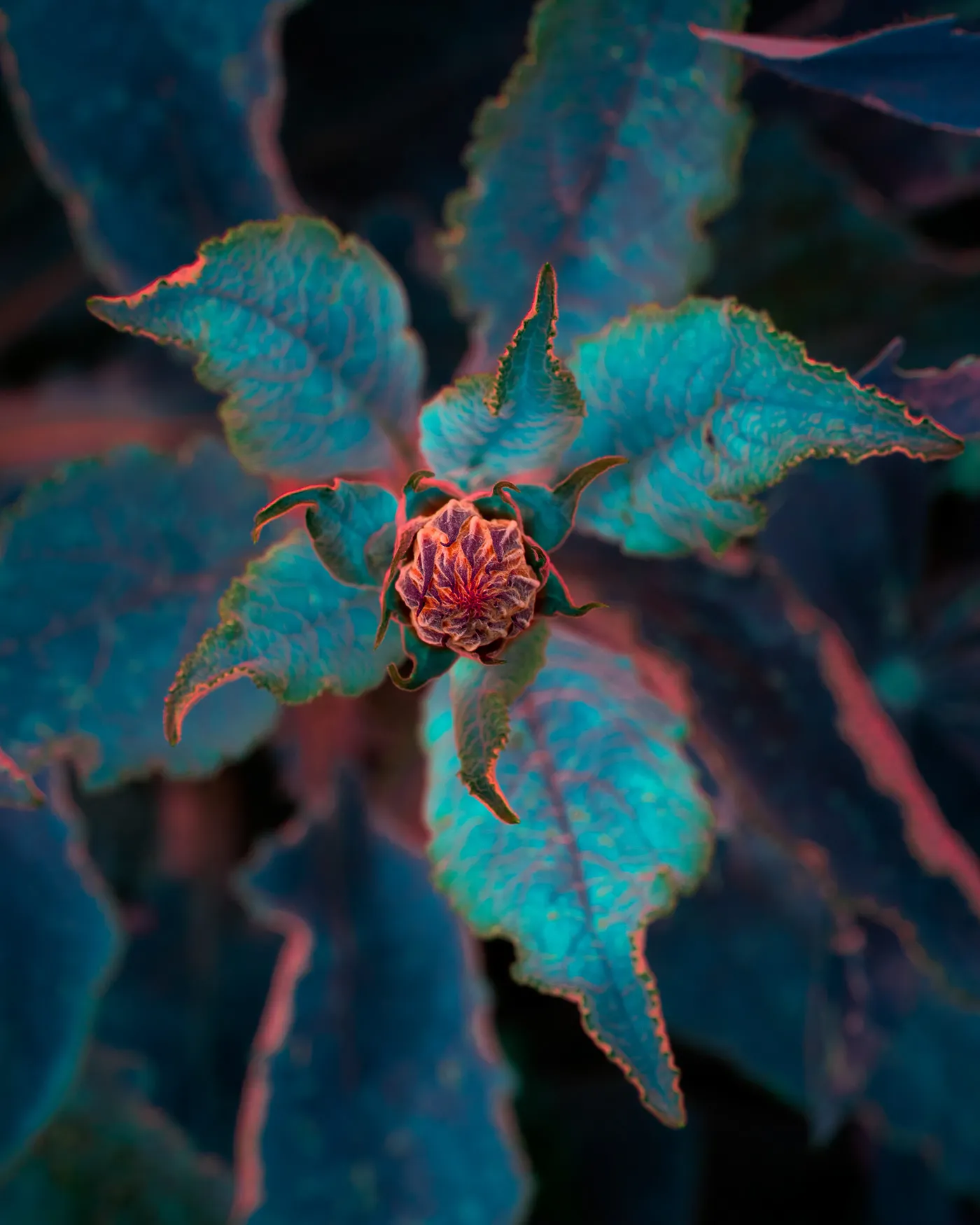 Variegation II et III de nouvelles images de la conversion énergétique des végétaux Variegation II III images de la conversion energetique des vegetaux 16 Variegation-II-III-images-de-la-conversion-energetique-des-vegetaux-14