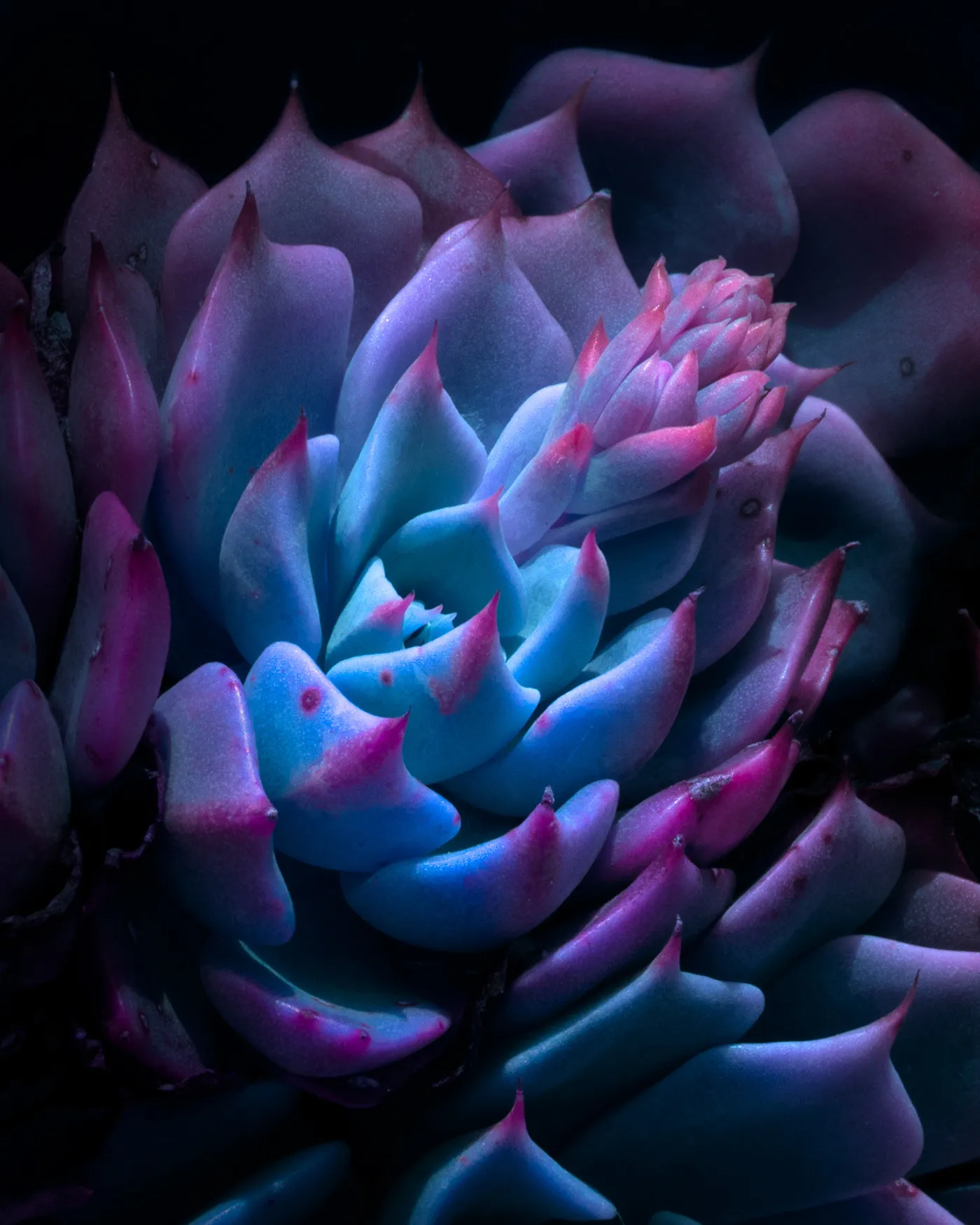 Variegation II et III de nouvelles images de la conversion énergétique des végétaux Variegation II III images de la conversion energetique des vegetaux 17 Variegation-II-III-images-de-la-conversion-energetique-des-vegetaux-15