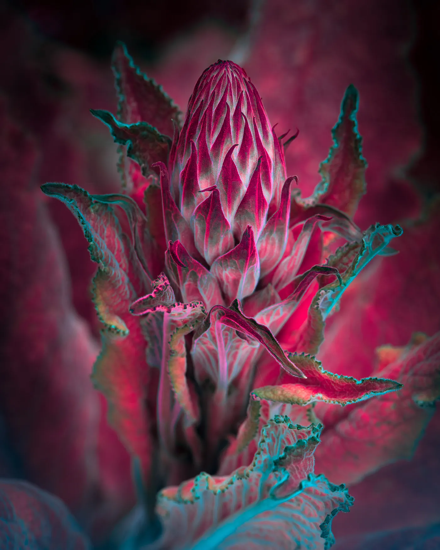 Variegation II et III de nouvelles images de la conversion énergétique des végétaux Variegation II III images de la conversion energetique des vegetaux 18 Variegation-II-III-images-de-la-conversion-energetique-des-vegetaux-16