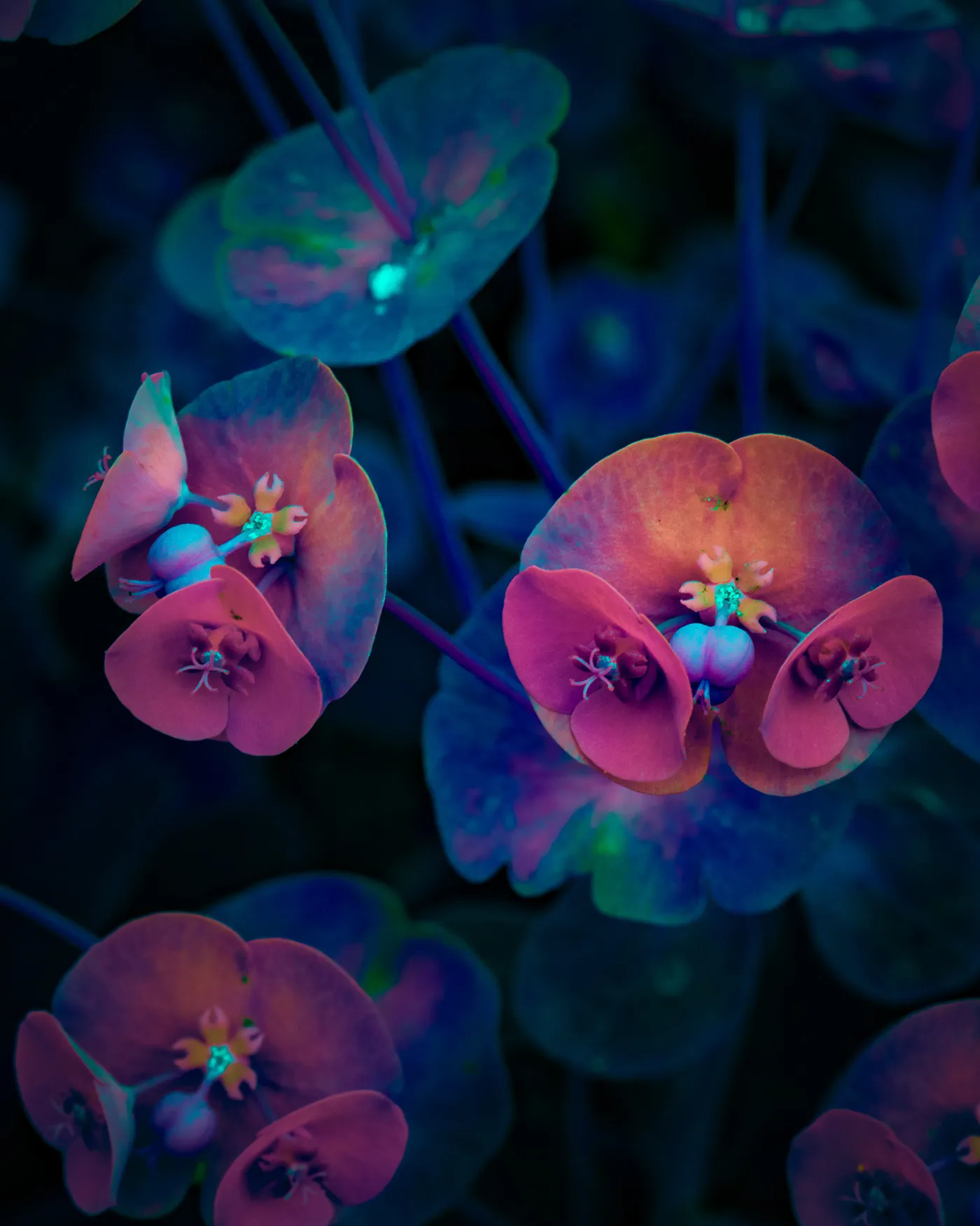 Variegation II et III de nouvelles images de la conversion énergétique des végétaux Variegation II III images de la conversion energetique des vegetaux 19 Variegation-II-III-images-de-la-conversion-energetique-des-vegetaux-17