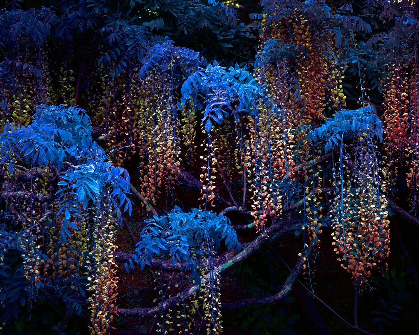 Variegation II et III de nouvelles images de la conversion énergétique des végétaux Variegation II III images de la conversion energetique des vegetaux 3 Variegation-II-III-images-de-la-conversion-energetique-des-vegetaux-3