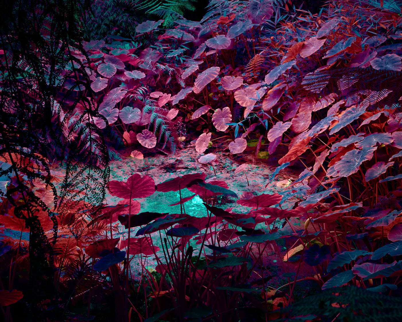 Variegation II et III de nouvelles images de la conversion énergétique des végétaux Variegation II III images de la conversion energetique des vegetaux 7 Variegation-II-III-images-de-la-conversion-energetique-des-vegetaux-7