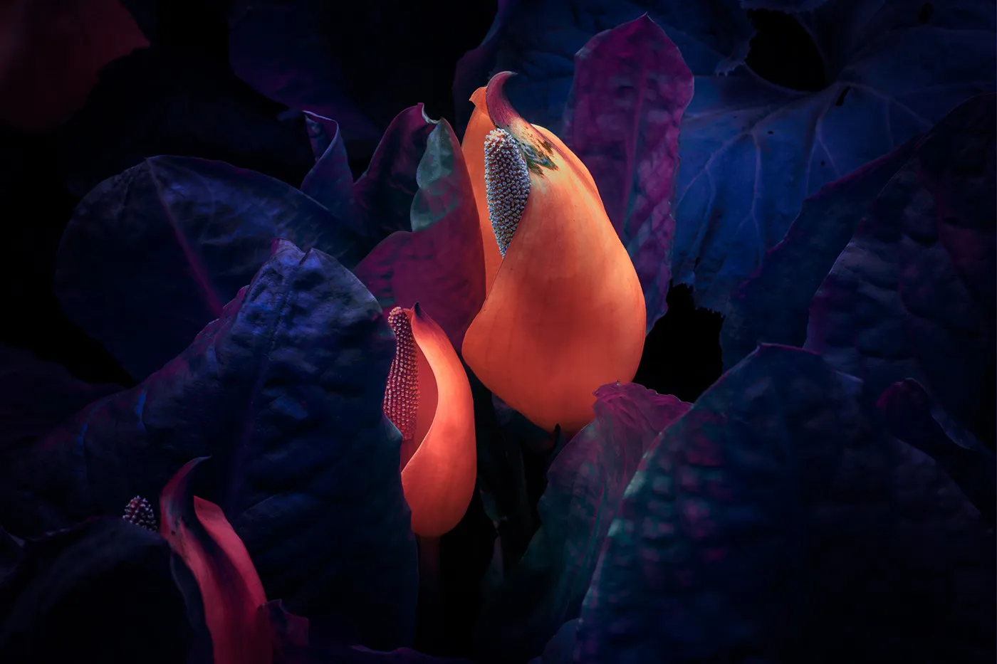 Variegation II et III de nouvelles images de la conversion énergétique des végétaux Variegation II III images de la conversion energetique des vegetaux 9 Variegation-II-III-images-de-la-conversion-energetique-des-vegetaux-9