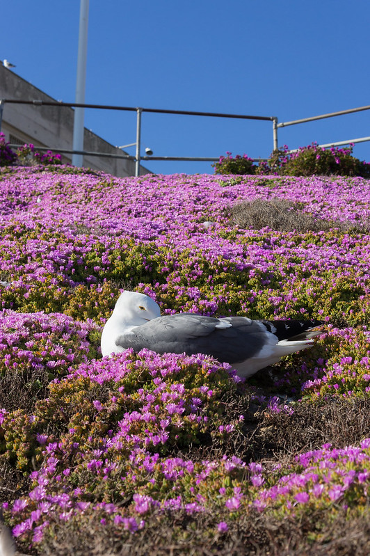 L'île d'Alcatraz : prison, roses et oiseaux l ile d Alcatraz prison roses et oiseaux 10 l-ile-d-Alcatraz-prison-roses-et-oiseaux-10.