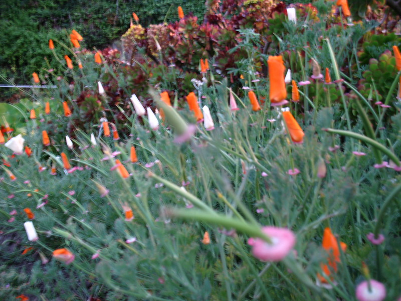 L'île d'Alcatraz : prison, roses et oiseaux l ile d Alcatraz prison roses et oiseaux 9 l ile d Alcatraz prison roses et oiseaux 9