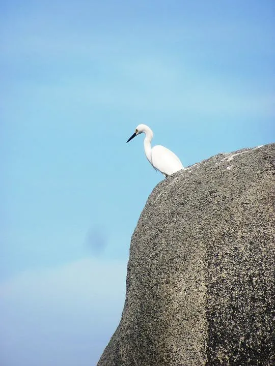L'île d'Alcatraz : prison, roses et oiseaux l ile d Alcatraz prison roses et oiseaux 9 l-ile-d-Alcatraz-prison-roses-et-oiseaux-9