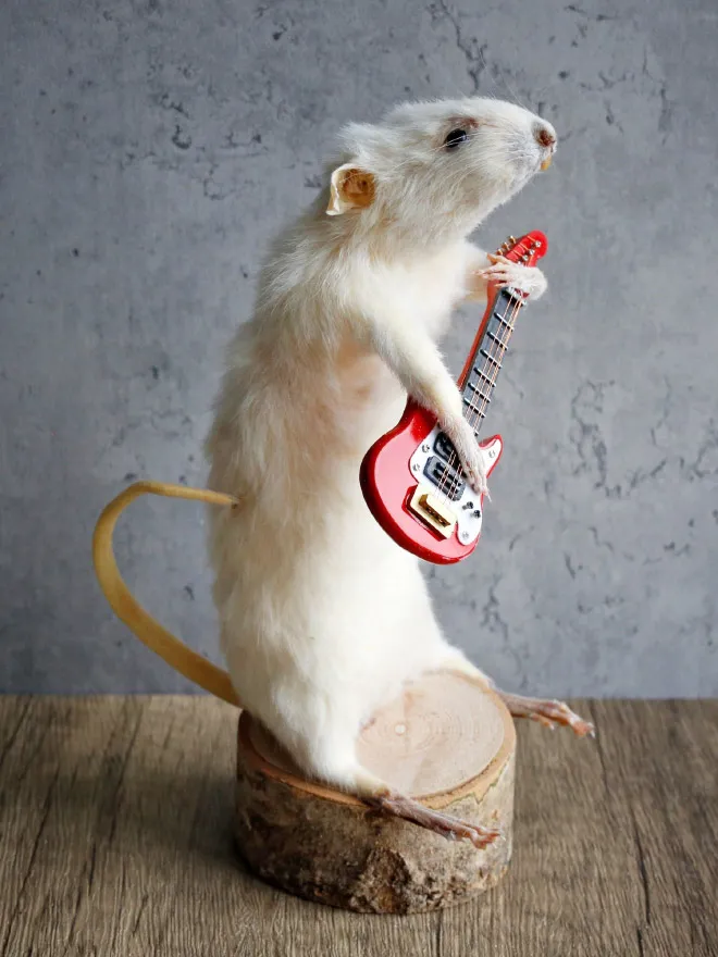 D'excentriques taxidermies de souris les excentriques taxidermies de souris joue de la guitare es-excentriques-taxidermies-de-souris-joue-de-la-guitare