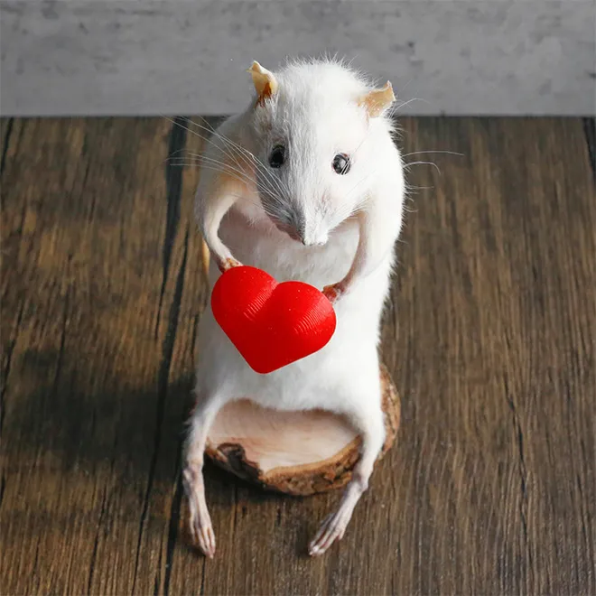 D'excentriques taxidermies de souris les excentriques taxidermies de souris offre un coeur es-excentriques-taxidermies-de-souris-offre-un-coeur